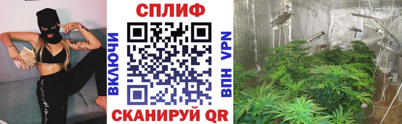 Конопля марихуана Михайлов